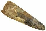 Fossil Spinosaurus Tooth - Real Dinosaur Tooth #293985-1